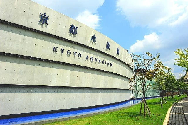 梅小路公園のすぐそば、京都水族館でオオサンショウウオに見入る