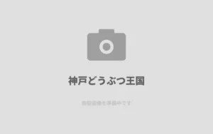 u795eu6238u3069u3046u3076u3064u738bu56fd